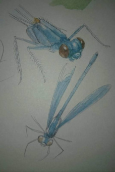 Франсуа Лассерр: Музей живых насекомых