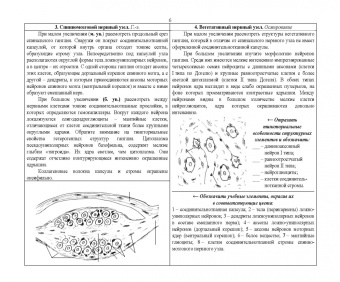 Николай Барсуков: Специальная гистология и эмбриология. Рабочая тетрадь. Учебное пособие для СПО