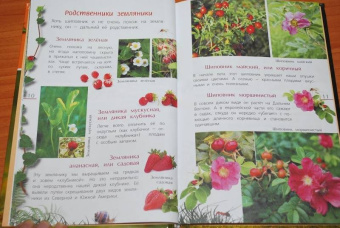 Петр Волцит: Ягоды и грибы