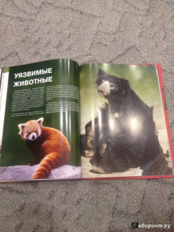 Скалдина, Слиж: Красная книга. Животные мира