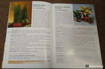 Валентин Воронцов: Секреты ухода. Декоративнолистные комнатные растений