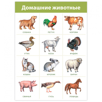 Комплект плакатов. Живая природа (4019)