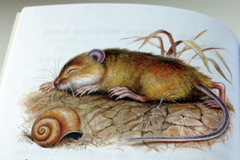 Виталий Бианки: Мышонок Пик