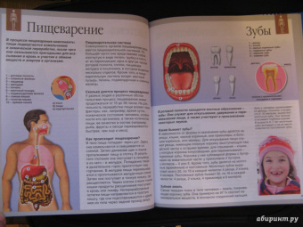 Буэ, Симон: Тело человека