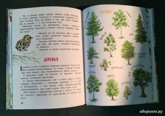 Николай Сладков: Лесные сказки