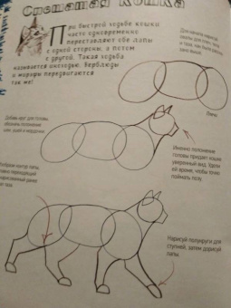 Марк Берджин: Школа рисования. Кошки