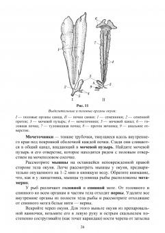 Гизатуллина, Макарова, Чернышова: Позвоночные животные. Учебное пособие