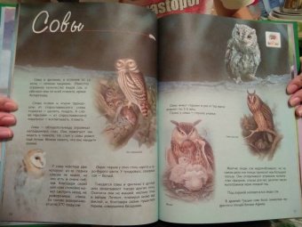 В. Владимиров: Какие птицы самые красивые?