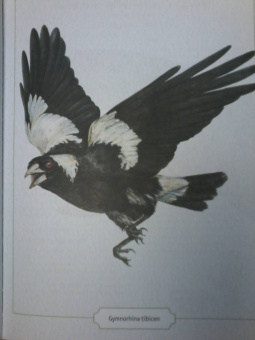 Сэми Бэйли: Энциклопедия опасных животных