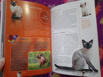 Николай Непомнящий: Все о кошках