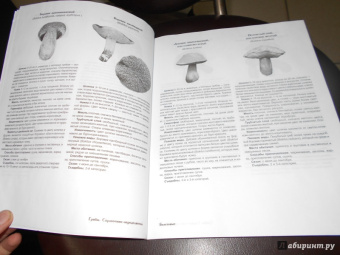 Матанцев, Матанцева: Грибы. Справочник-определитель