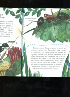 Виталий Танасийчук: Сколько глаз у стрекозы?