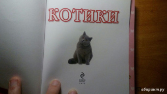 Евгения Гюнтер: Котики