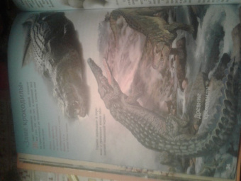 Евстигнеев, Ященко: Кто на свете старше динозавра... или Почему киты живут в воде, а слоны на суше?