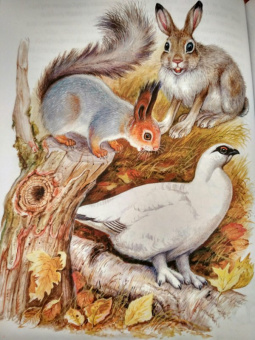 Николай Сладков: Сказки лесной опушки