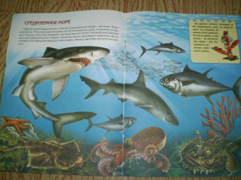 Юлия Школьник: Подводный мир. Книжки для любознательных