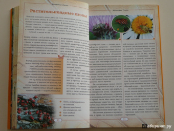 Владимир Горбатовский: Насекомые России. Жуки, бабочки и другие