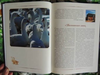 Баканов, Лазерсон, Синельников: Фуа-гра не только для гурманов