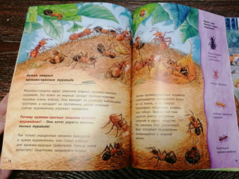 Фридерун Райхенштеттер: Где живёт муравьишка. Познавательные истории