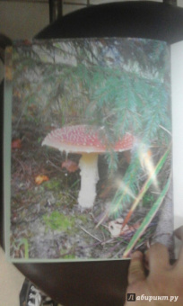 Матанцев, Матанцева: Грибы. Справочник-определитель