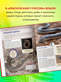 Дмитрий Лукашанец: Красная книга России:  животные, растения, птицы, насекомые