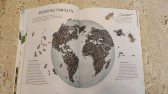 Анна Янкелевич: Королевство насекомых. Интерактивная книга с окошками о жизни муравьев, ос и пчел