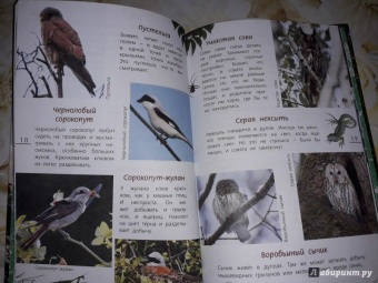 Василий Вишневский: Наши птицы. Определитель для детей