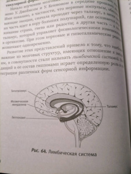Татьяна Визель: Основы нейропсихологии. Теория и практика