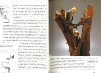 Курт Колар: Кореллы. Содержание и уход