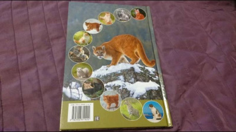 Александр Тихонов: Кошки дикие и домашние