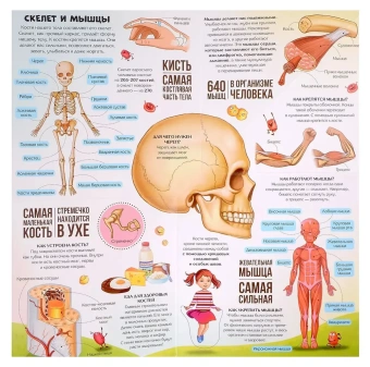 Савич Е., Бабенко У., Макрушина С., Ларичкина О.: Анатомия: книжка-трансформер