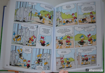 Консина, Кордара, Чимино: Дональд Дак. Невезучий, как я