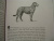 Элизабет Томас: Собаки и тайны, которые они скрывают. Легендарный бестселлер о сознании, поведении и привычках