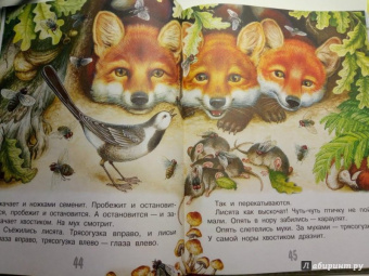 Николай Сладков: Сказки лесной опушки