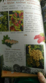 Петр Волцит: Ягоды и грибы