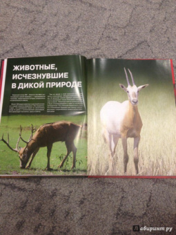 Скалдина, Слиж: Красная книга. Животные мира