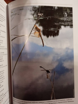 Онишко, Костерин: Стрекозы России. Иллюстрированный атлас-определитель