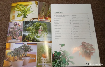 Валентин Воронцов: Секреты ухода. Декоративнолистные комнатные растений