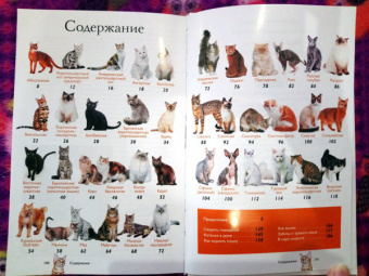 Николай Непомнящий: Все о кошках