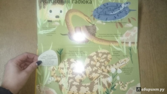 Боманн, Дюпон: Животные снаружи и внутри