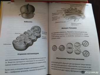 Андрей Шляхов: Биология на пальцах