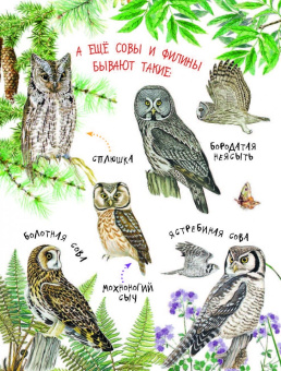 Николай Сладков: Лесные сказки