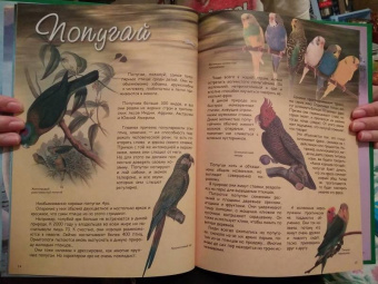 В. Владимиров: Какие птицы самые красивые?