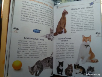 Александр Тихонов: Кошки дикие и домашние