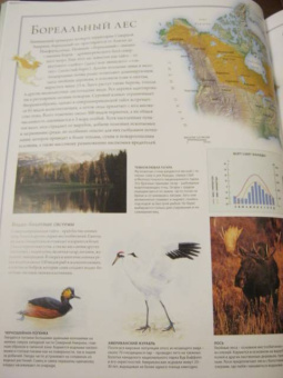 Бамбарадения, Вудрафф, Гинзберг: Животный мир. Иллюстрированный атлас