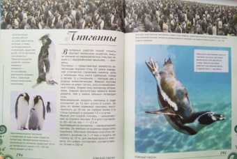 Вячеслав Ликсо: Большая книга о подводном мире. 1001 фотография