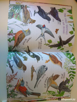 Николай Сладков: Лесные сказки