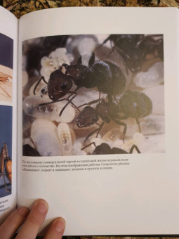 Уилсон, Хёлльдоблер: Путешествие к муравьям