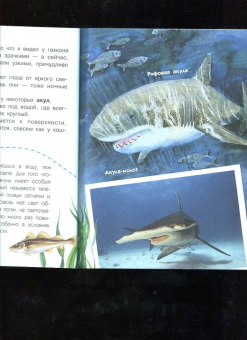 Виталий Танасийчук: Сколько глаз у стрекозы?