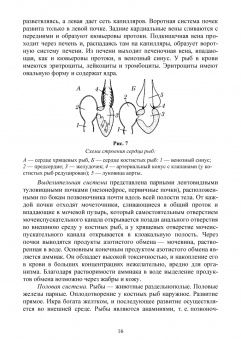 Гизатуллина, Макарова, Чернышова: Позвоночные животные. Учебное пособие